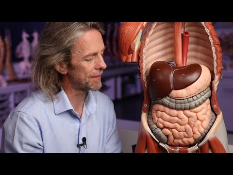 Gallbladder Supports Fat Digestion and Overall Digestive System FunctionGallbladder Supports Fat Digestion and Overall Digestive System Function